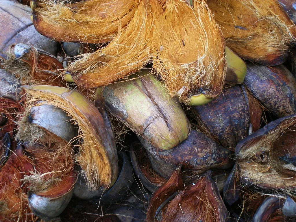 A heap of split coconut husks with loose orange-brown fibre