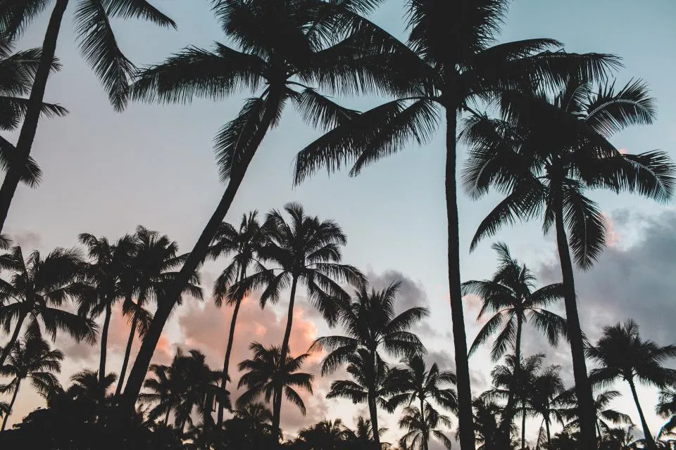 Tall coconut palms silhouetted against a pink evening sky